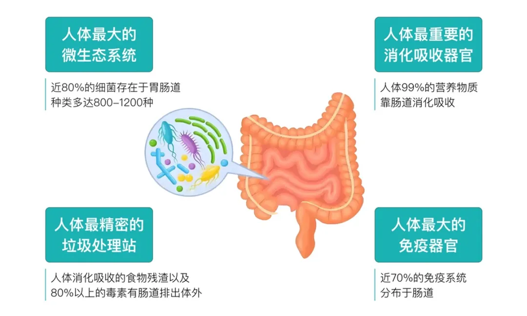 肠健康2.png